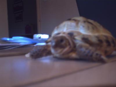 Benji the Tortoise