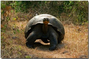 A galapagos giant tortoise heads down the road in Santa Cruz in the Galapagos Islands