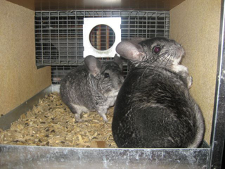 exotic pet chinchilla