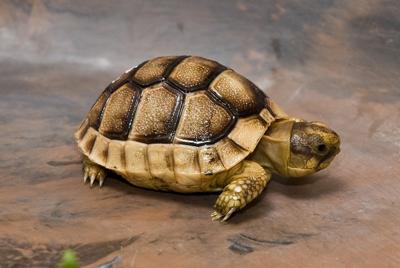 marginated tortoise