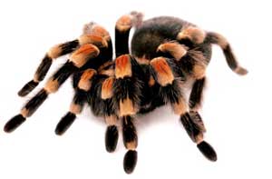 Mexican red knee tarantula Brachyphelma 