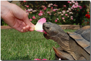 pet tortoise eats a rose petal