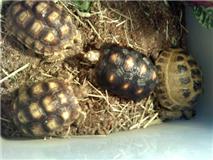 Sulatas, Redfoot, and Russian Tortoises