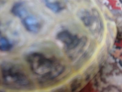 Tootles the Russian Tortoise Scrapes her shell